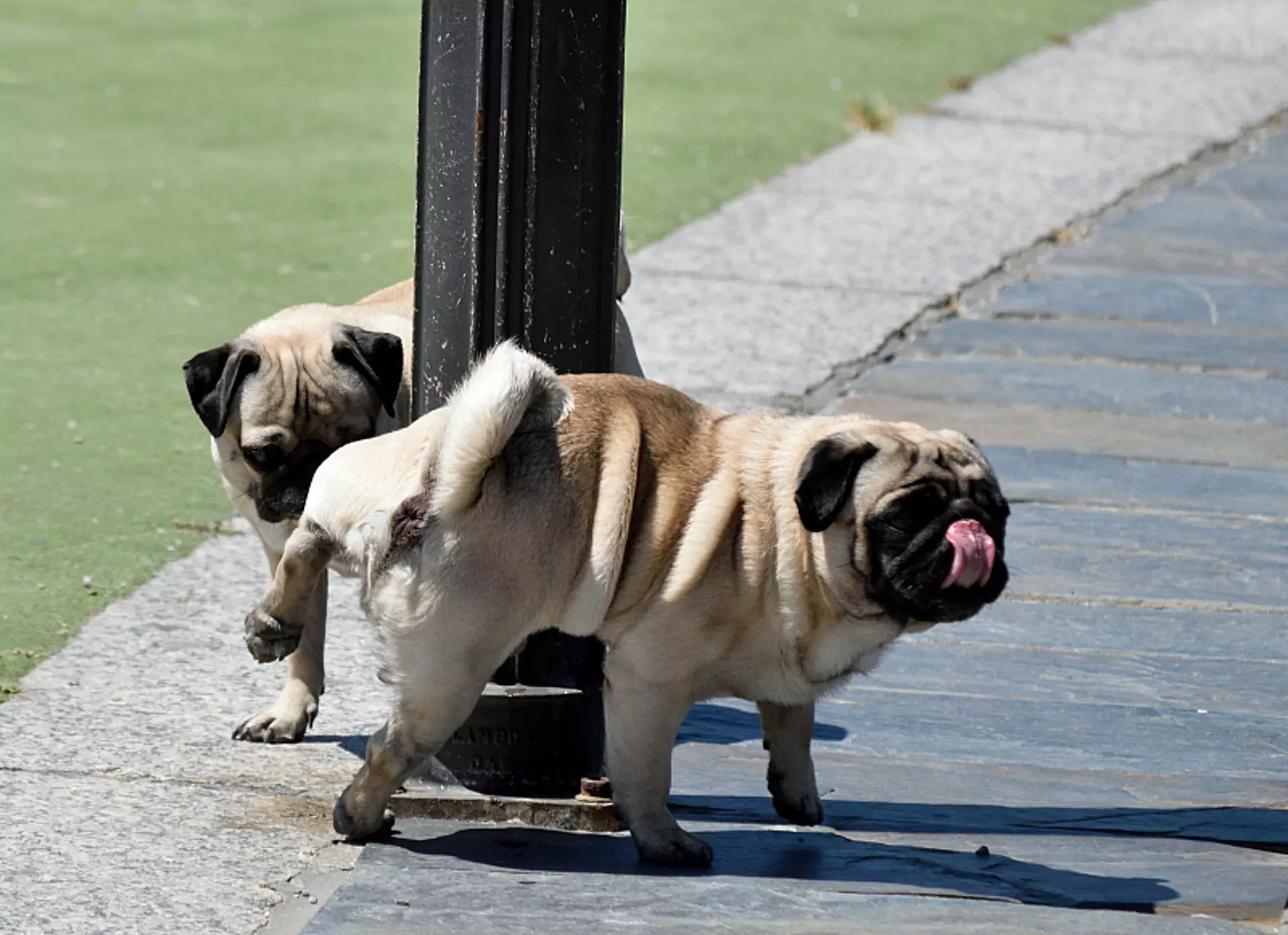 なぜうちの犬は尿の量が多いのか？ 犬の排尿量が増える病気の原因