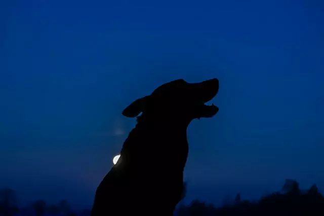 犬は夜、何を見るのか？