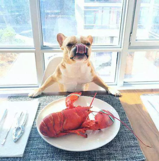 犬はロブスターを食べられますか？ 犬に食べさせるときの注意点