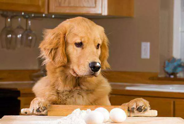 生卵は犬にとって良いものなのでしょうか？ その他、生卵を食べることによる犬へのデメリットはありますか？