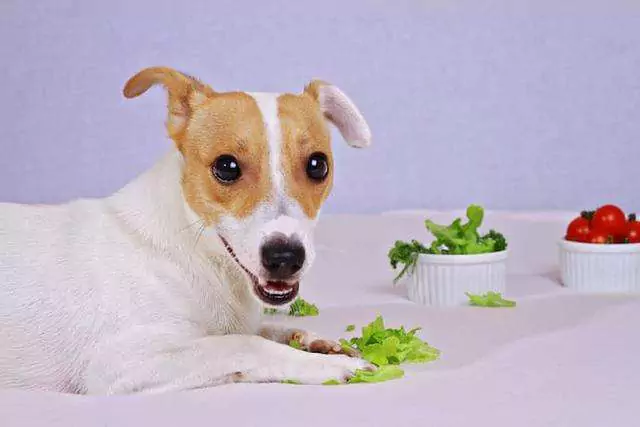 犬はレタスを食べることができる？ 犬が野菜を食べるには調理が必要なのか