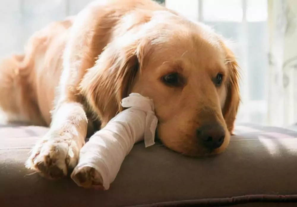 足の悪い犬を自宅で治療する方法とは？