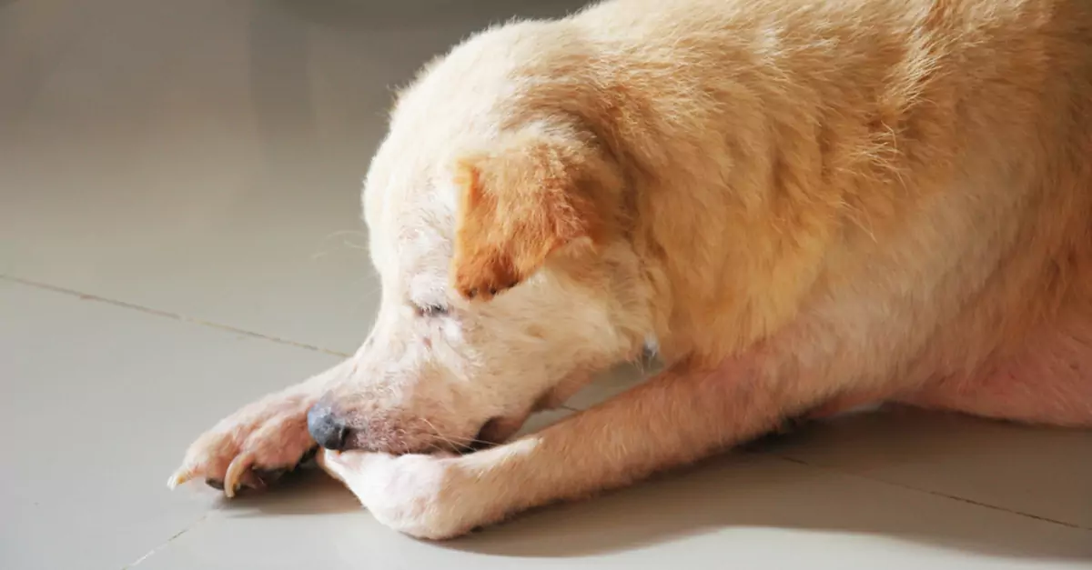 なぜ犬は前足を噛むのか？ なぜ犬はいつも前足を噛むのか？ それを解消する方法とは？