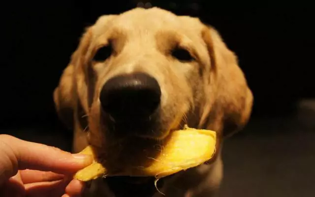 犬はマンゴーを食べてもいいの？ 犬にマンゴーをあげるとどんな効果があるのか