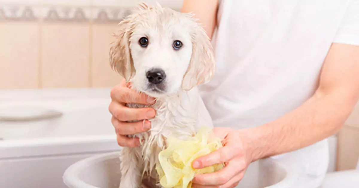 犬をお風呂に入れる頻度はどれくらいがいい？ 犬の入浴頻度の危険性