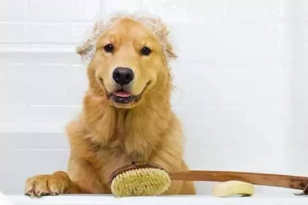 犬の入浴のさせ方