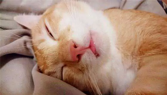 猫はいびきをかくのか？ 猫が寝ながらいびきをかくのは普通なのか