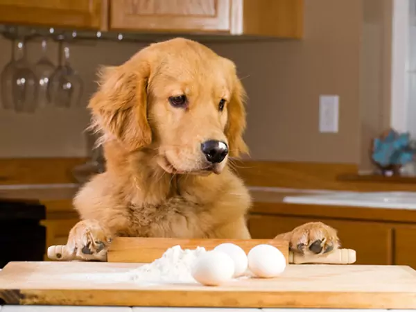 犬に卵はいいのか？ 犬にとっての卵の効果とは？