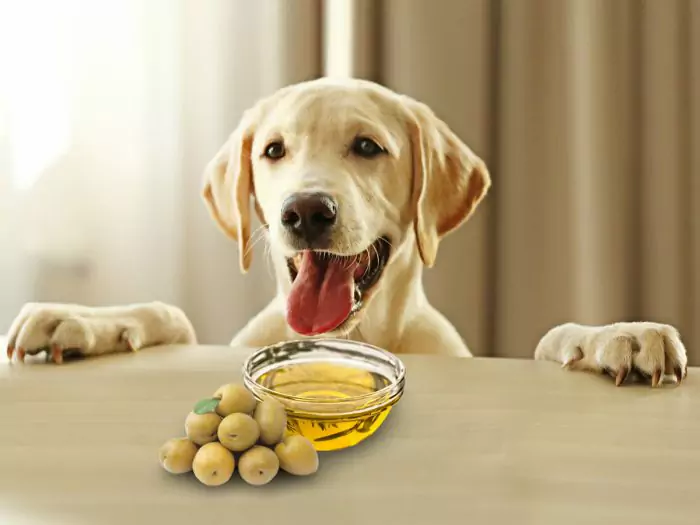 犬はオリーブを食べてもいいの？ 犬に与えるオリーブの効果とは？