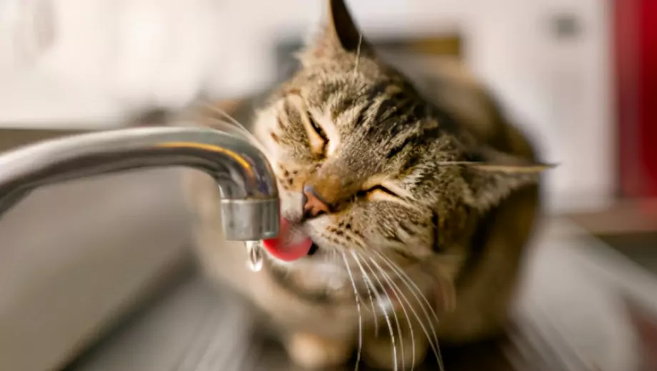 猫が水を嫌がる理由とは？ 猫が水を怖がる理由