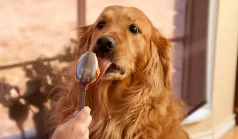 犬はピーナツバターを食べてもいいの？ 犬がピーナッツバターを食べても健康にいいのでしょうか？