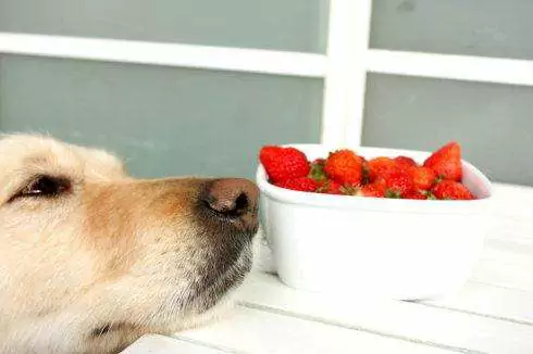 犬はいちごを食べてもいいの？ 犬が果物を食べるときの注意点