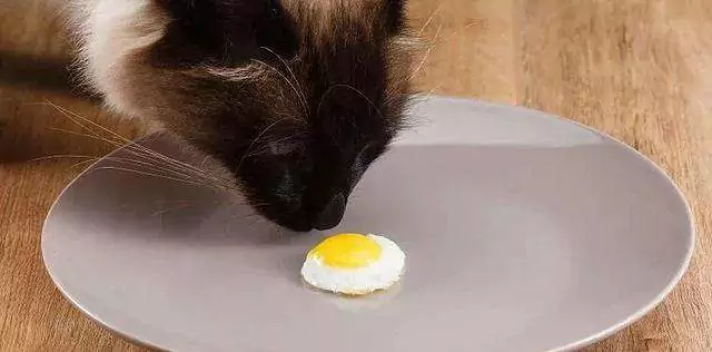 猫は卵を食べてもいいの？ 猫に禁忌の食べ物