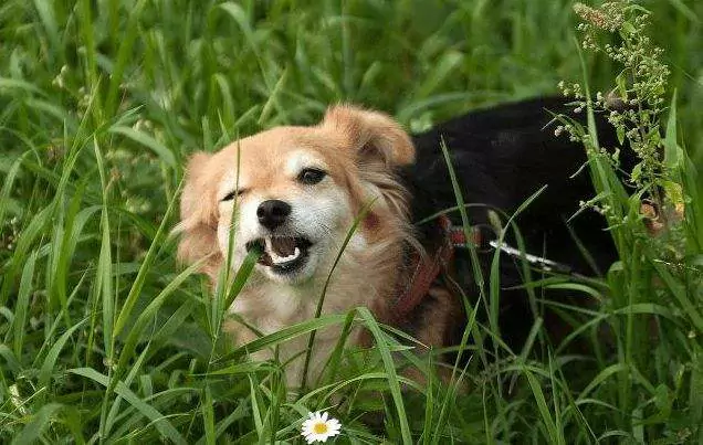 なぜうちの犬は草を食べるの？ 犬の嘔吐を誘発する方法