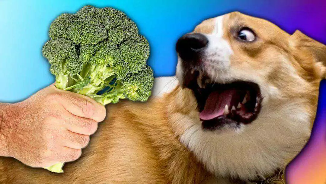 犬はブロッコリーを食べてもいいの？ ブロッコリーの犬への効果