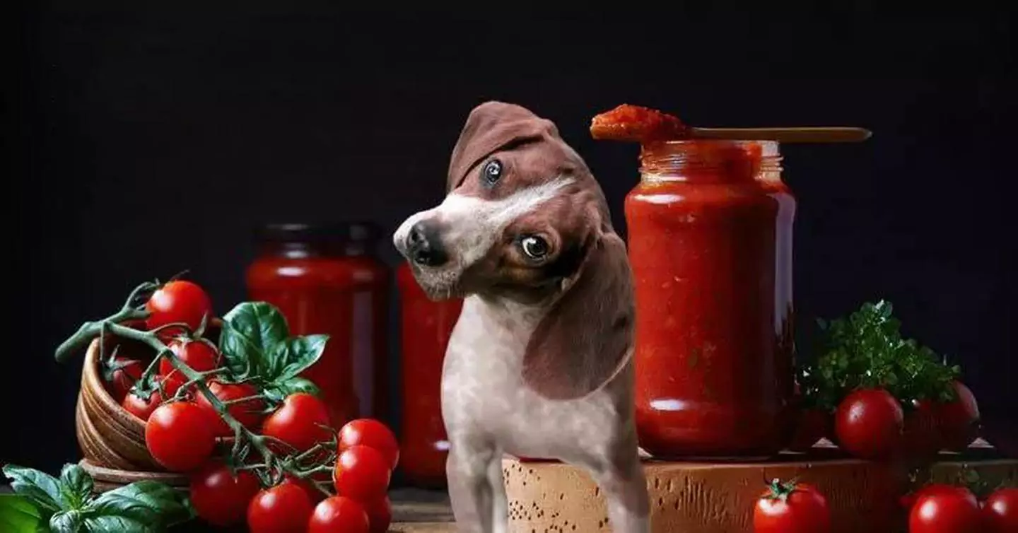 犬はトマトを食べられるの？ 犬にとってのトマトの効果とは