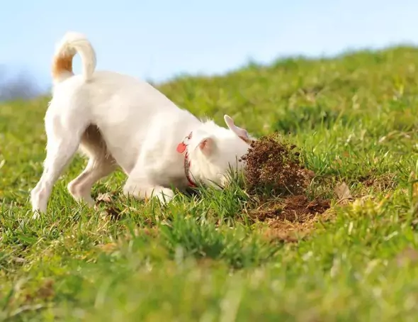 なぜうちの犬は土を食べるの？ 犬が土を食べる理由トップ5？