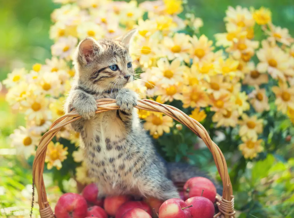 猫はりんごを食べてもいいの？ 猫がりんごを食べることで得られる効果