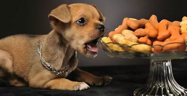 犬はナッツ類を食べてもいいのでしょうか？ ナッツや種子は犬に良くないの？