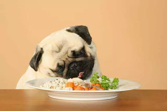 犬はお米を食べてもいいのでしょうか？ 犬がご飯を常食しても大丈夫？