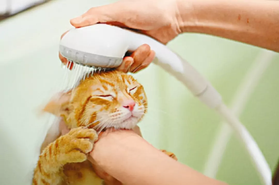 猫の耳掃除はどうすればいいの？ 初心者の猫が耳垢が出たらどうすればいい？