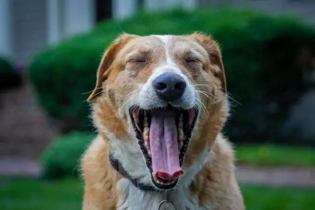 犬はなぜあくびをするのか？ あくびばかりする犬を助けるには？