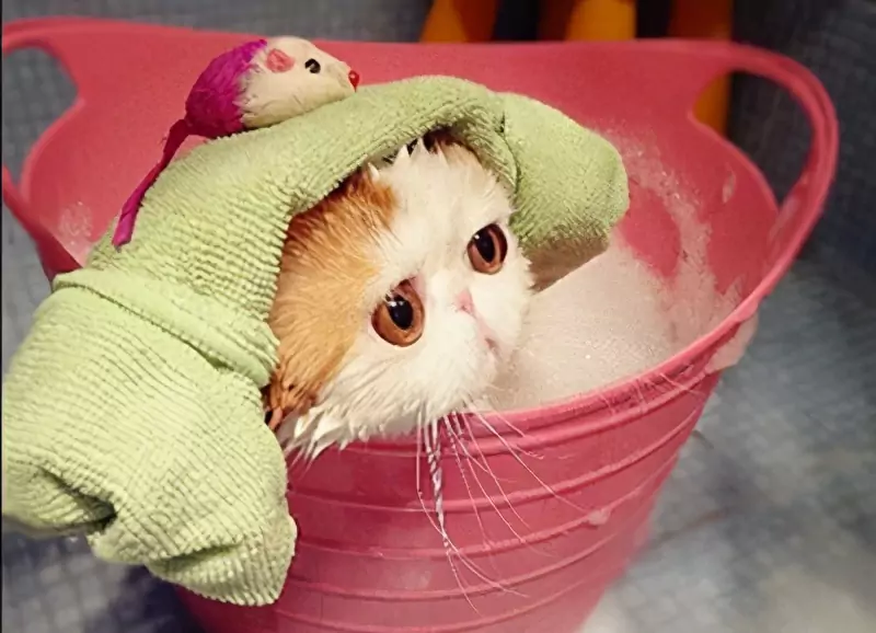 猫のお風呂の入れ方とは？ 猫をお風呂に入れるメリットとデメリット