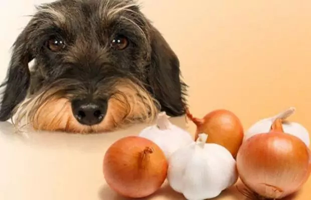 犬はニンニクを食べられますか？