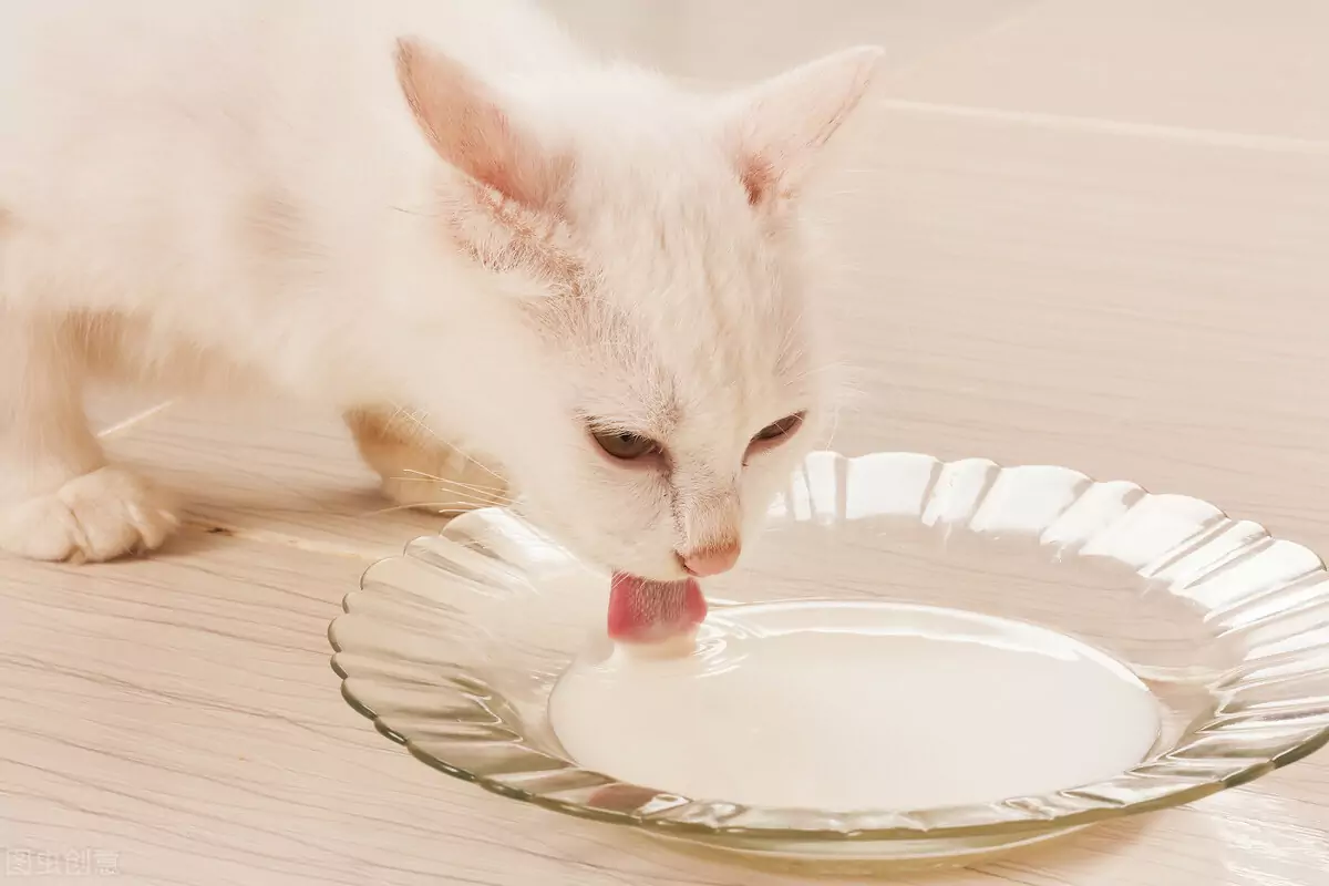 猫が食べられる人間の食べ物は？ 猫に良い食べ物？