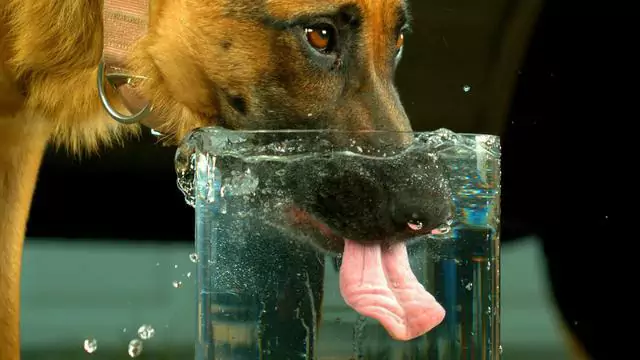 愛犬が脱水症状を起こしているかどうか、どのように見分ければよいのでしょうか？