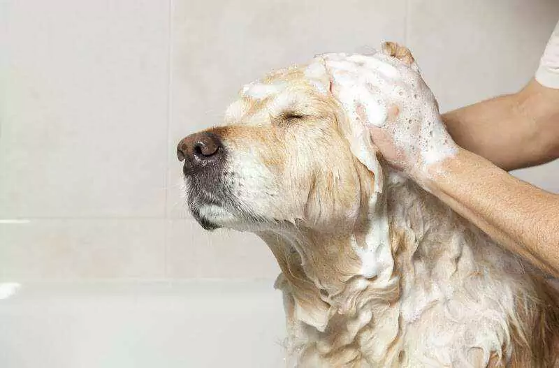 犬を洗う頻度は？子犬を飼うということは、家庭でお風呂に入れるということです。