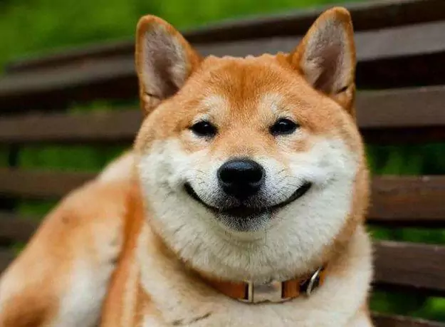 犬は笑うことができる？