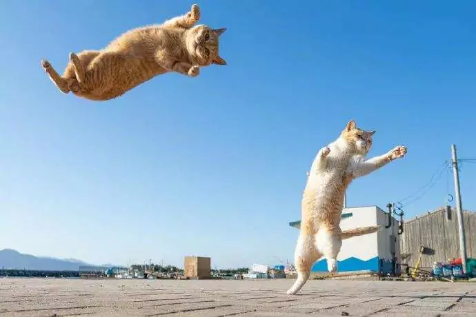 猫はどこまで高くジャンプできる？ 猫はどこまで跳べるか