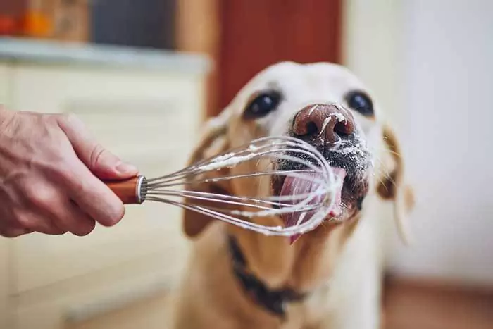 犬はクリームを食べてもいいの？ 犬にクリームはダメなの？