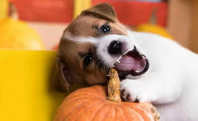 犬はかぼちゃを食べられますか？犬がかぼちゃを食べることのメリット
