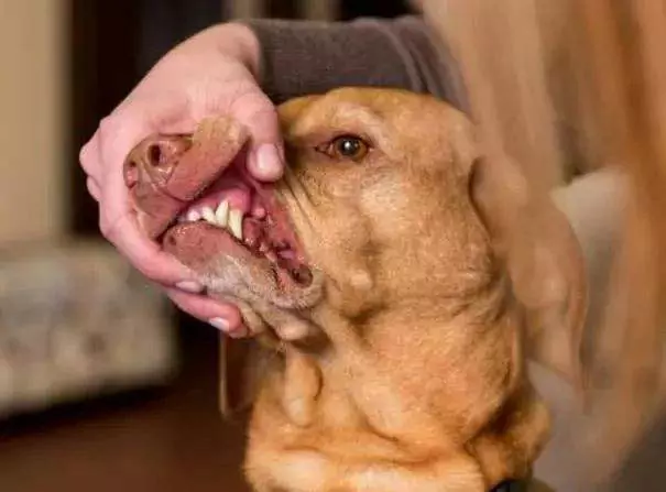 犬の口は人間より清潔？ 犬の口は定期的なクリーニングが必要