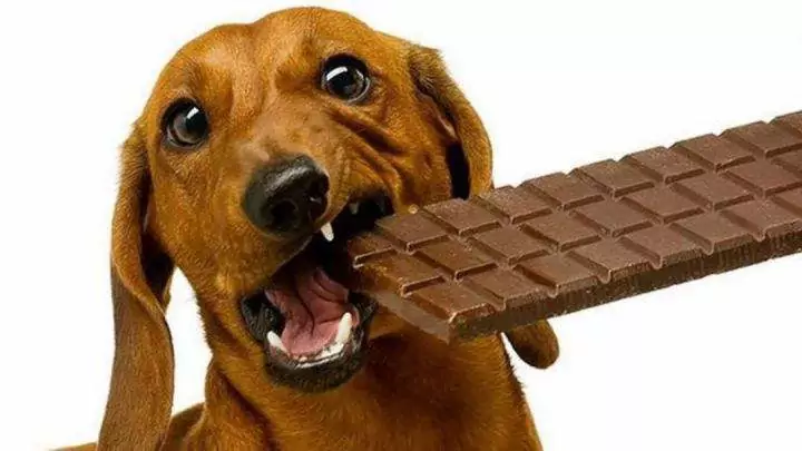 犬はチョコレートを食べてもいいの？ 犬のチョコレート中毒の症状とは