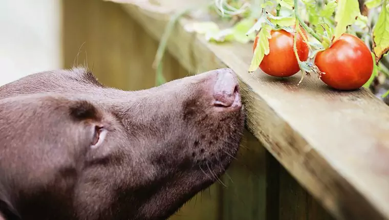 犬はトマトを食べれるの？犬にとってのトマトのメリット・デメリット
