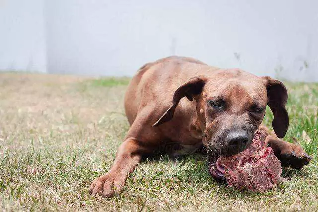 犬は生肉を食べることができますか？ 犬は生肉を食べると攻撃的になるのか？