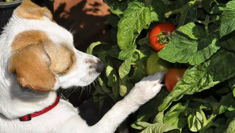 犬はトマトを食べられるの？ 犬にとってのトマトの効果とは？