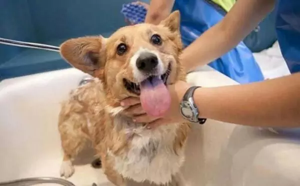 犬はお風呂に入れるの？